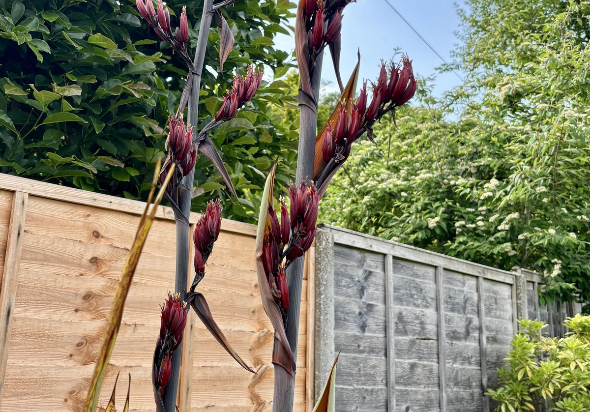Can anyone tell me what this plant is - apart from very large and quite ugly. It’s a broad leaved grass thing. 
#plants #flowers #gardenersworld #garden