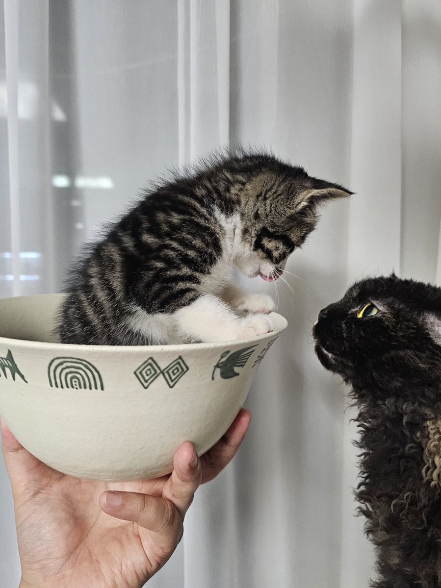 굼바샀고 맘에 들고 애기들은 귀엽고