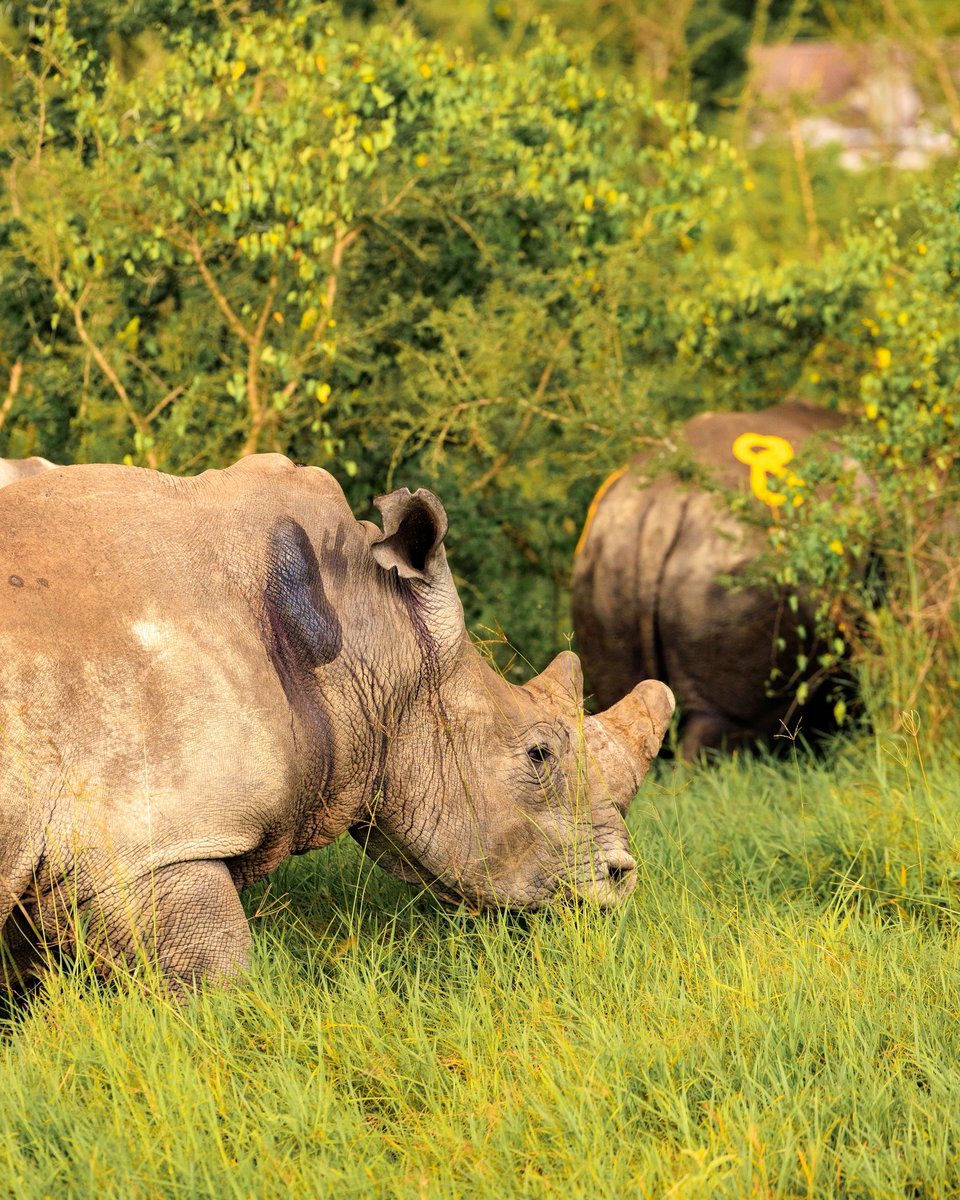 70 new reasons to Visit Rwanda 🦏.

Akagera National Park, renowned as one of Africa’s most exciting wildlife destinations and home to the Big Five, has recently welcomed 70 southern white rhinos! 

Fly with us and witness this incredible conservation milestone up close.