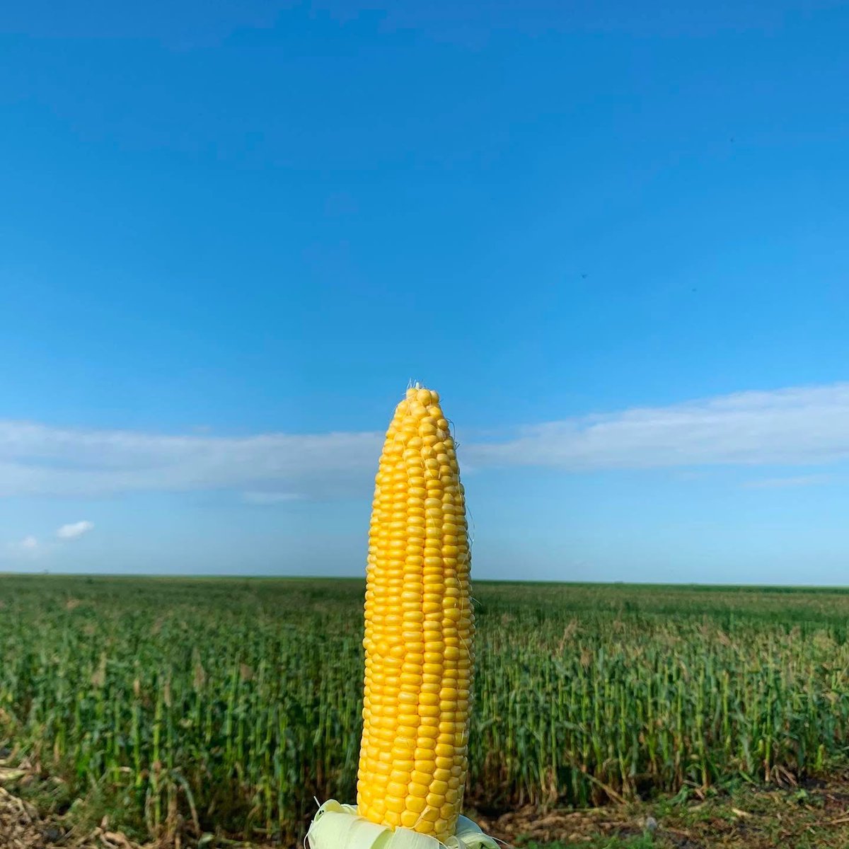 It’s National Corn on the Cob Day! 
 
Florida’s local EAA farmers are the nation’s top producers of sweet corn, so if you enjoy any of this delicious vegetable this summer it likely came from here in the Sunshine State. 🌽😎

#NationalCornontheCobDay #ThankAFarmer #FreshFromFL