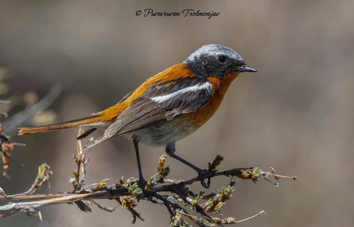 We recently concluded a highly successful birding and mammal tour with a private group from Denmark, observing over 270 species of birds in 24 days (including 5 days to Khurkh River Valley). 

This adult male Eversmann's Redstart photographed in Khangai Mountain during the trip.