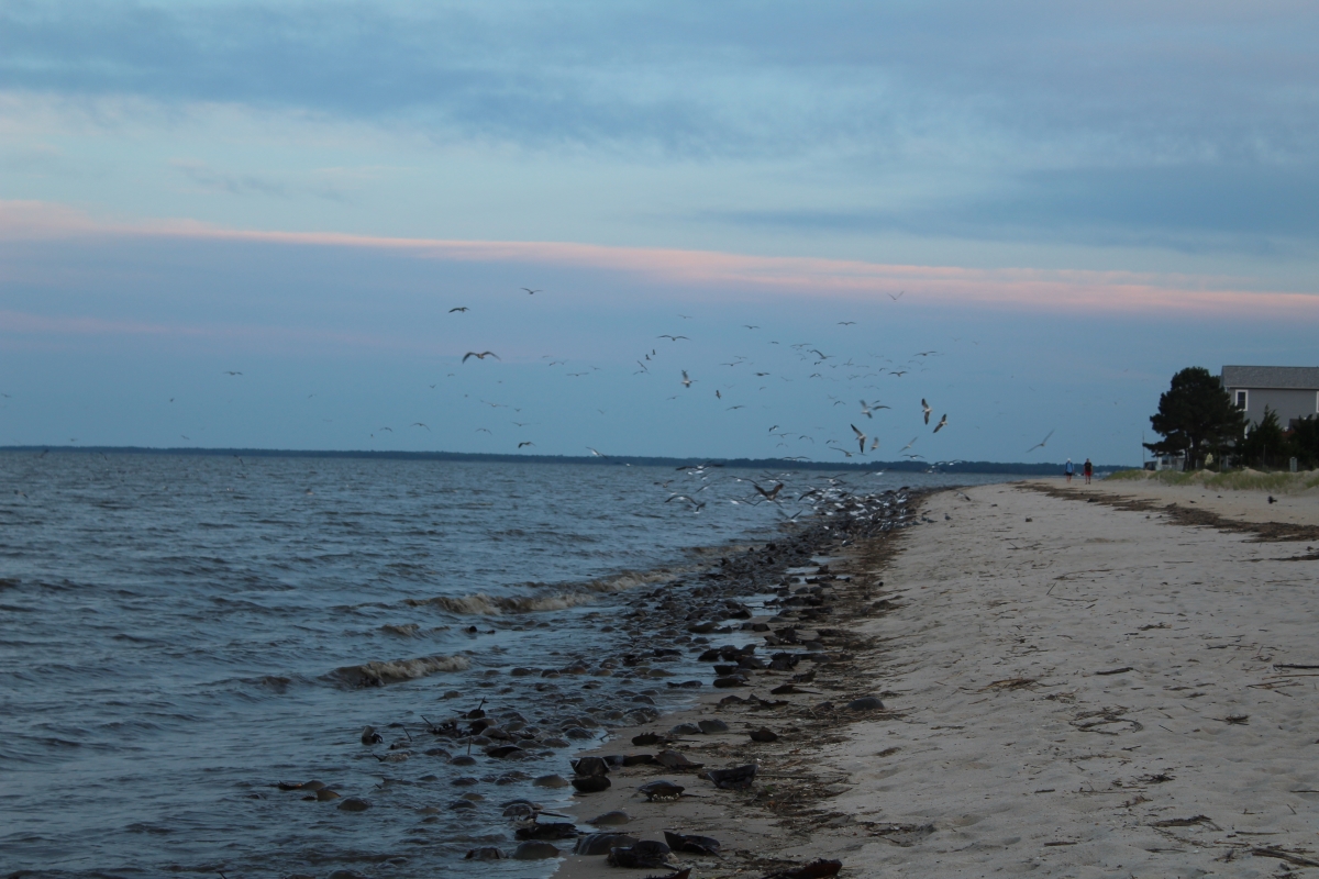 Atlantic Coast Fisheries News for the week of June 9th: Call for harvesters to participate with MD catfish survey, upcoming learn-to-fish event in NY, and where to witness the annual horseshoe crab migration in Central Delaware! Read the newsletter here:
conta.cc/4kE0AAI