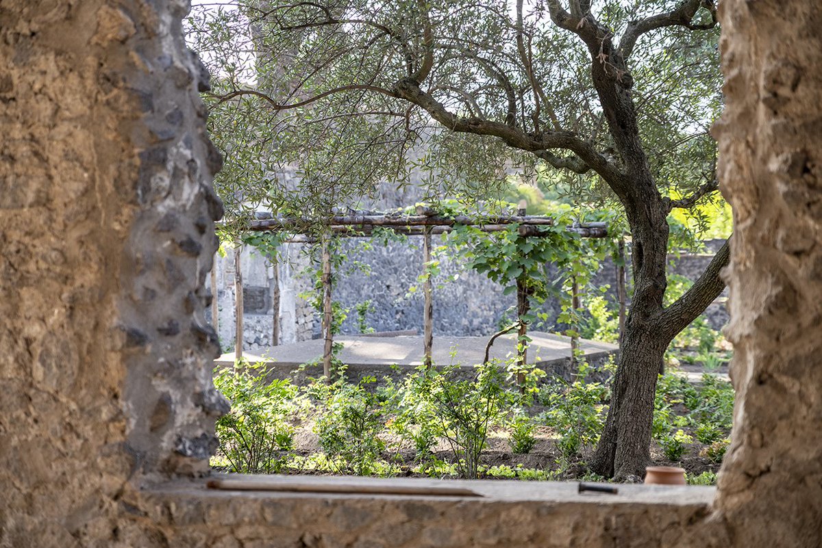 pompeii_sites's tweet photo. 800 rose antiche, 1.200 viole, 1.000 piante di ruscus, ciliegi, viti e meli cotogni messi a dimora nell’area verde della casa del Giardino di Ercole, anche detta “casa del profumiere”, per la probabile produzione e commercializzazione di profumi che qui avveniva. https://t.co/vQykwc3K66