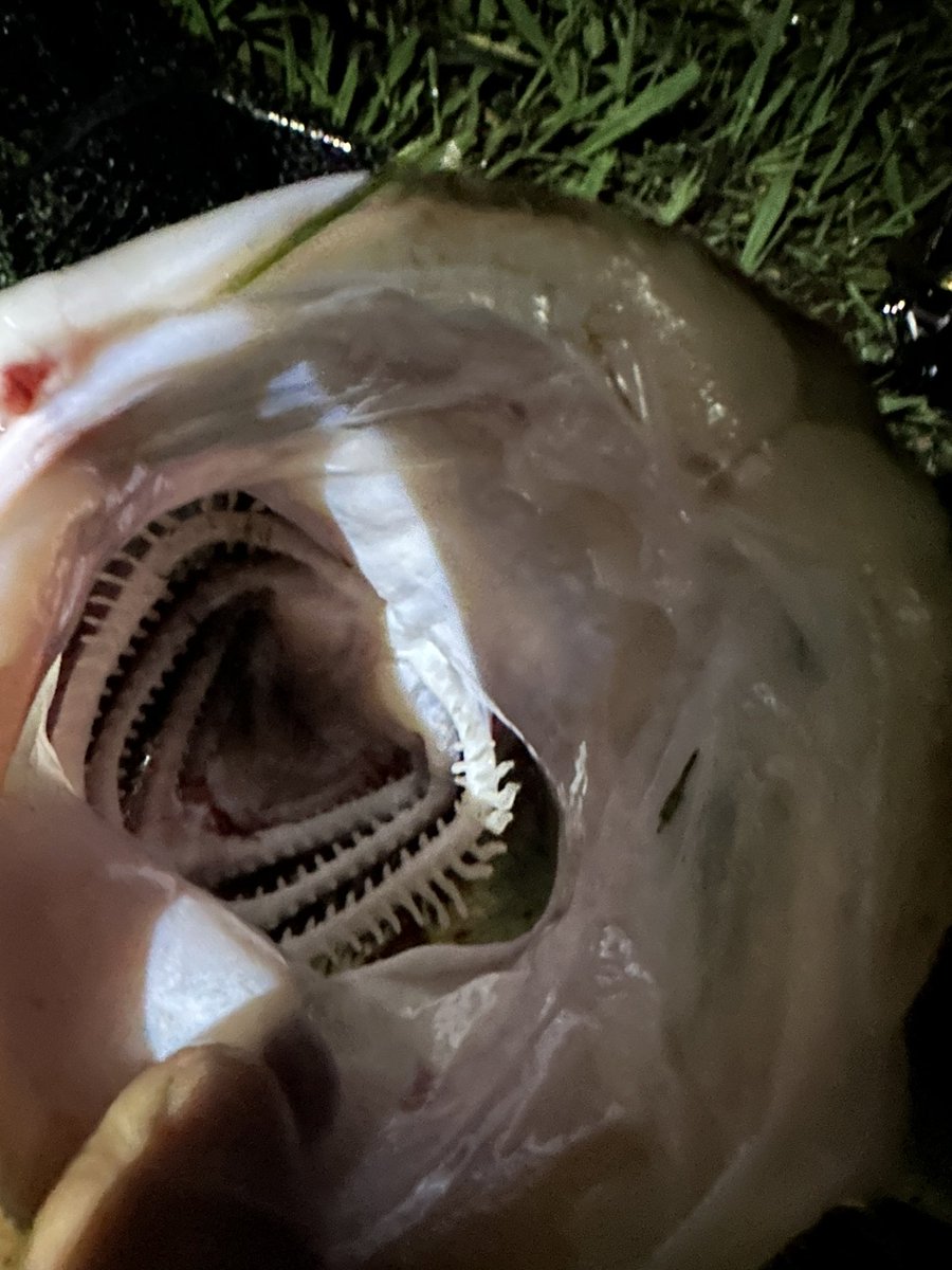 (๑ ˃̵͈́∀˂̵͈̀ )/~ｷ~ﾀ~ｷ~ﾀ~🐟　今日は長田