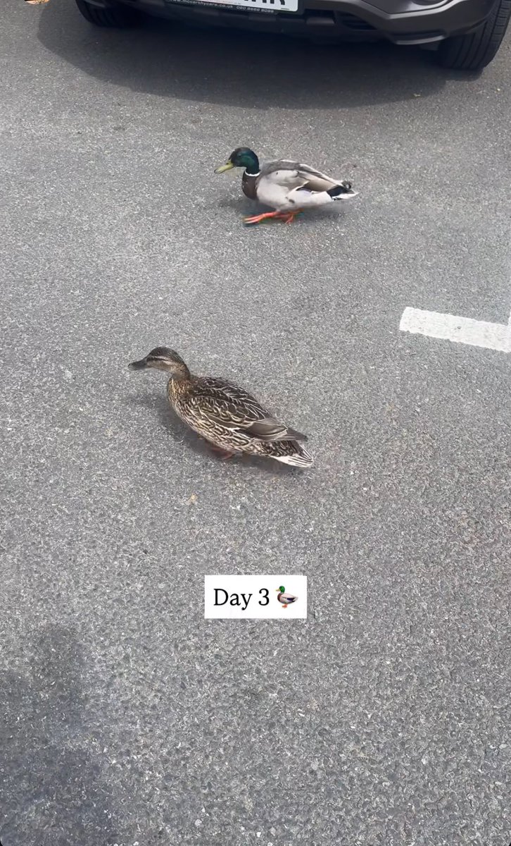 reddishkit's tweet image. this thing of having little bts updates every day is so special to me