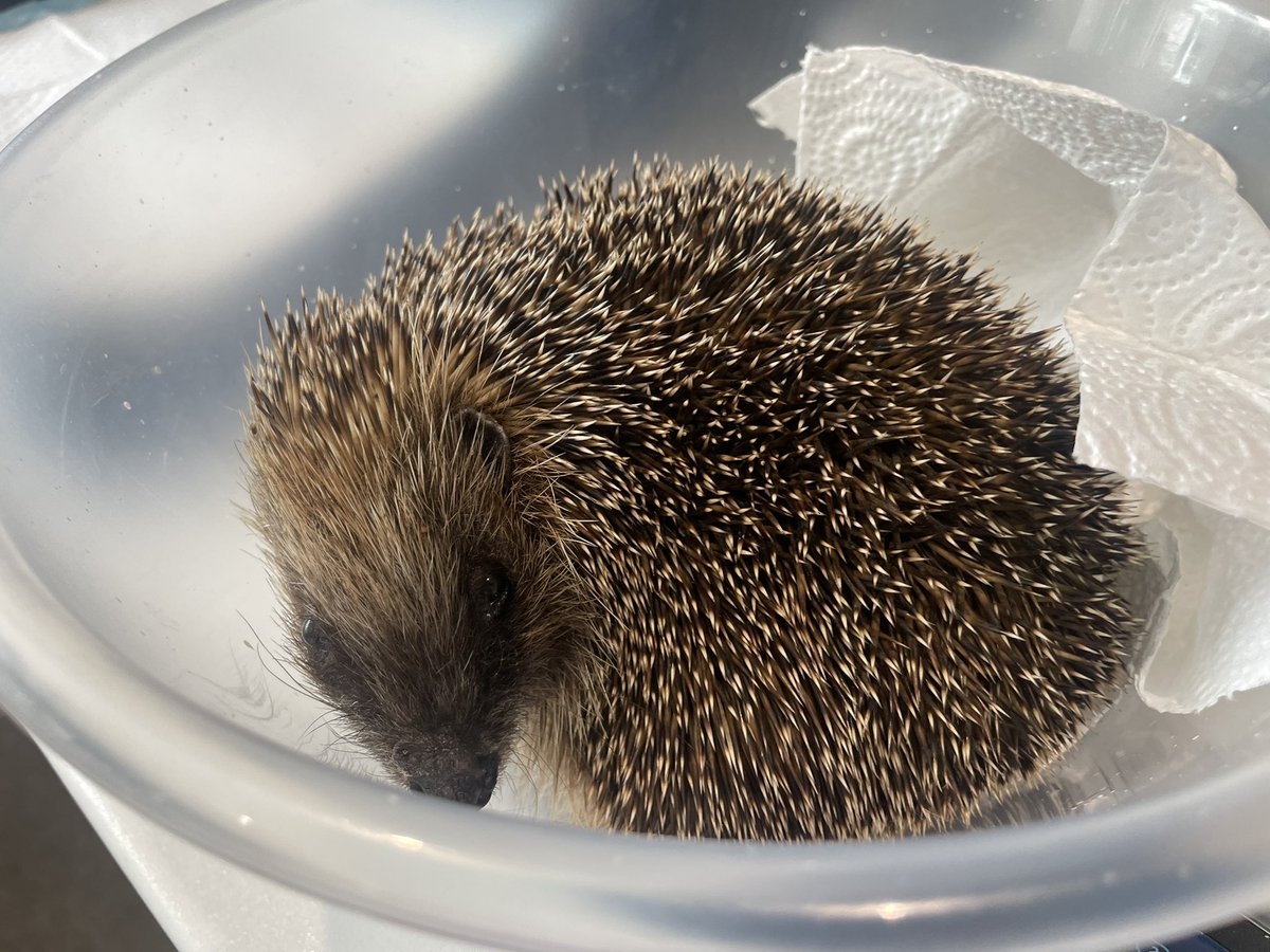 pricklelodge's tweet photo. This precious &amp; very sick female is Clover. For 2 days she was so weak she didn’t move, eat or drink. Her lungs are full of lungworm, her nose full of snot &amp; she’s struggling to breathe due to a severe infection. She’s been such a worry. Thankfully the meds are doing their job 🤞 https://t.co/jJP97sZ57K
