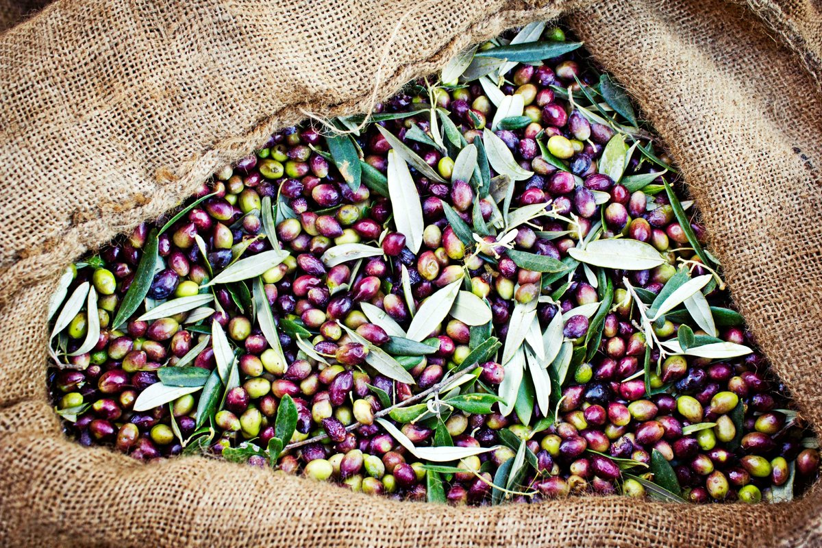 LCGC International (@lc_gc) on Twitter photo A study conducted by the College of Life Science at Northwest Normal University (Lanzhou, China) aimed to determine the optimal harvest period of olives by distinguishing the olive oils with different fruit maturity indices.
For more information, visit chromatographyonline.com/view/determini… ! A study conducted by the College of Life Science at Northwest Normal University (Lanzhou, China) aimed to determine the optimal harvest period of olives by distinguishing the olive oils with different fruit maturity indices.
For more information, visit chromatographyonline.com/view/determini… !