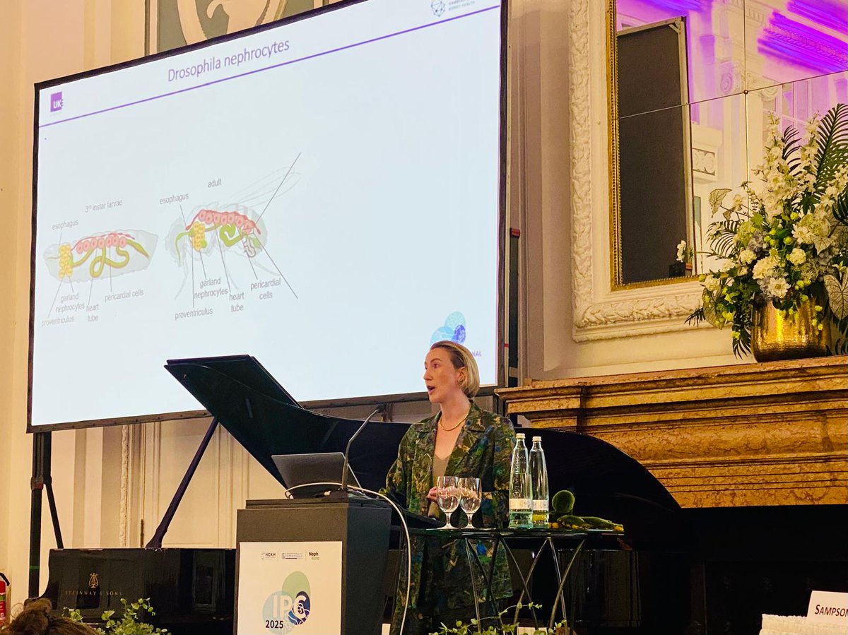 How can we study about kidney disease? Dr. Sybille Köhler explains the Nephrocyte model using Drosophila flies! 🐙 Keep an eye on the Posters for further results! 🧐 #PodocyteConference