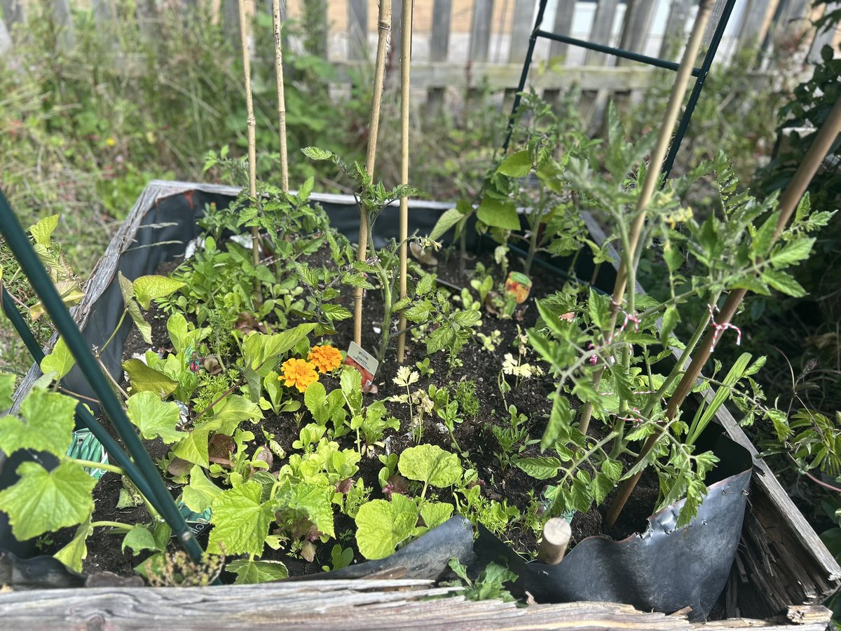 UnitRenal's tweet photo. Our amazing staff member Piotr Kowalski has worked so hard on Weston RU allotment this year . Beautiful flowers and produce for both patients and staff to enjoy https://t.co/9jIdlEWQtf