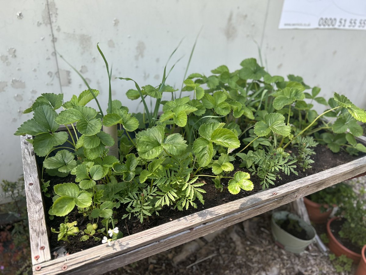 UnitRenal's tweet photo. Our amazing staff member Piotr Kowalski has worked so hard on Weston RU allotment this year . Beautiful flowers and produce for both patients and staff to enjoy https://t.co/9jIdlEWQtf