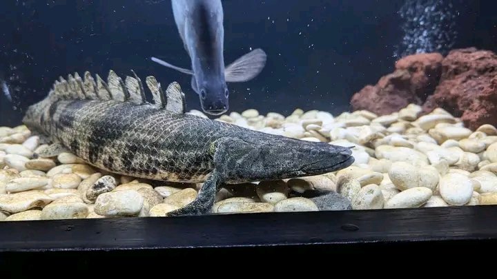 zi5928's tweet image. just sharing my friend&apos;s captive bred endlicheri specimen that looks like a wild catch. because he keeps it in a 20 meter X 14 meter pond 😳 the pond looks like its natural habitat. looks beautiful
#polypterus #ポリプテルス