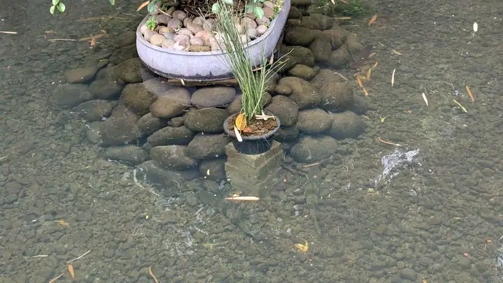 zi5928's tweet image. just sharing my friend&apos;s captive bred endlicheri specimen that looks like a wild catch. because he keeps it in a 20 meter X 14 meter pond 😳 the pond looks like its natural habitat. looks beautiful
#polypterus #ポリプテルス