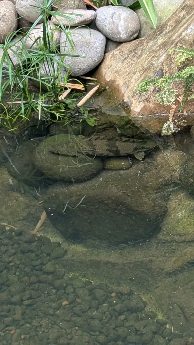 zi5928's tweet image. just sharing my friend&apos;s captive bred endlicheri specimen that looks like a wild catch. because he keeps it in a 20 meter X 14 meter pond 😳 the pond looks like its natural habitat. looks beautiful
#polypterus #ポリプテルス