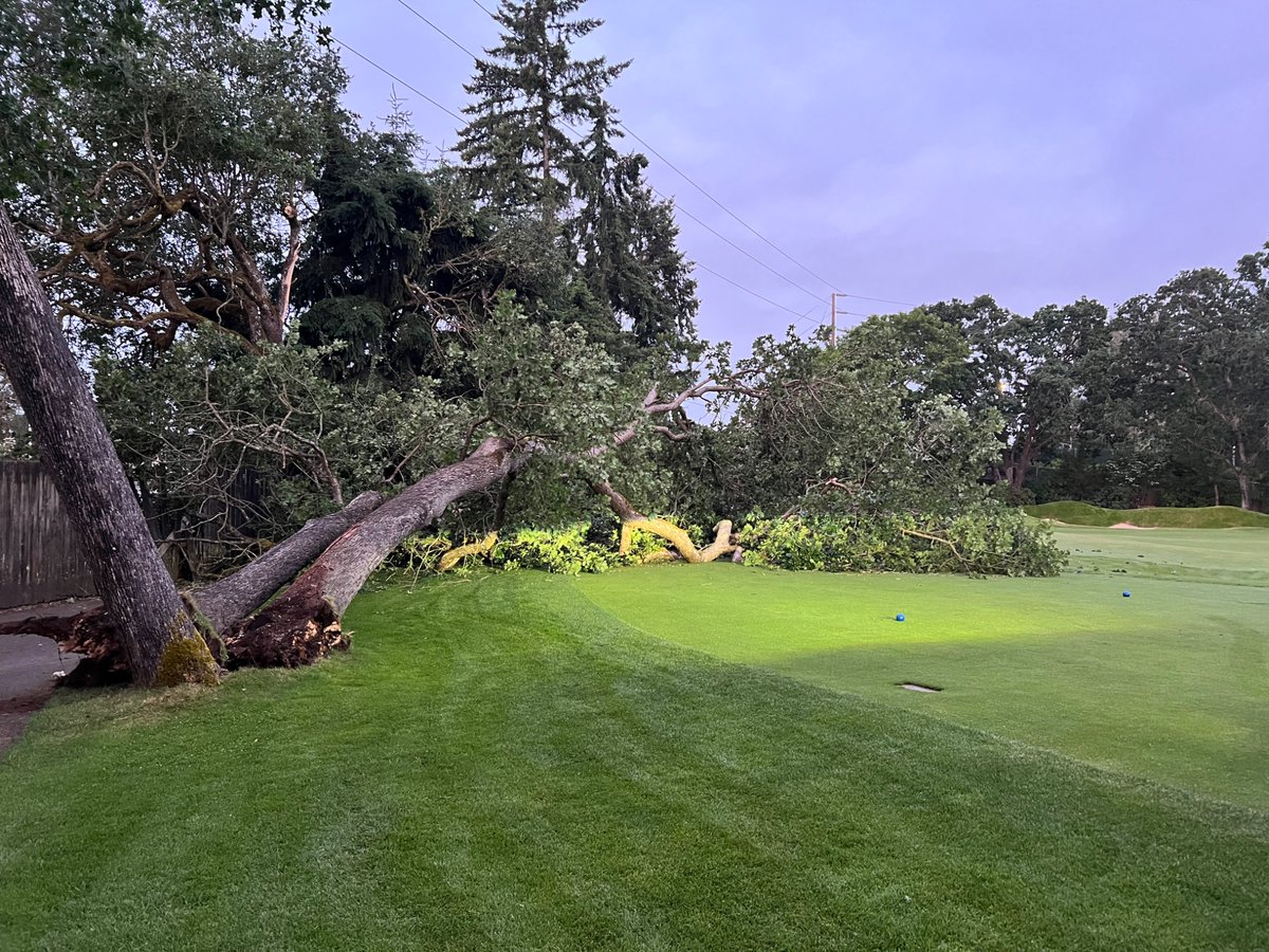 Always sad when we loose one of these ancient oak trees. This one fell last night knocking out power to many people in the area.  Sorry about all the noise around 13 tee today as we get this cleaned up.