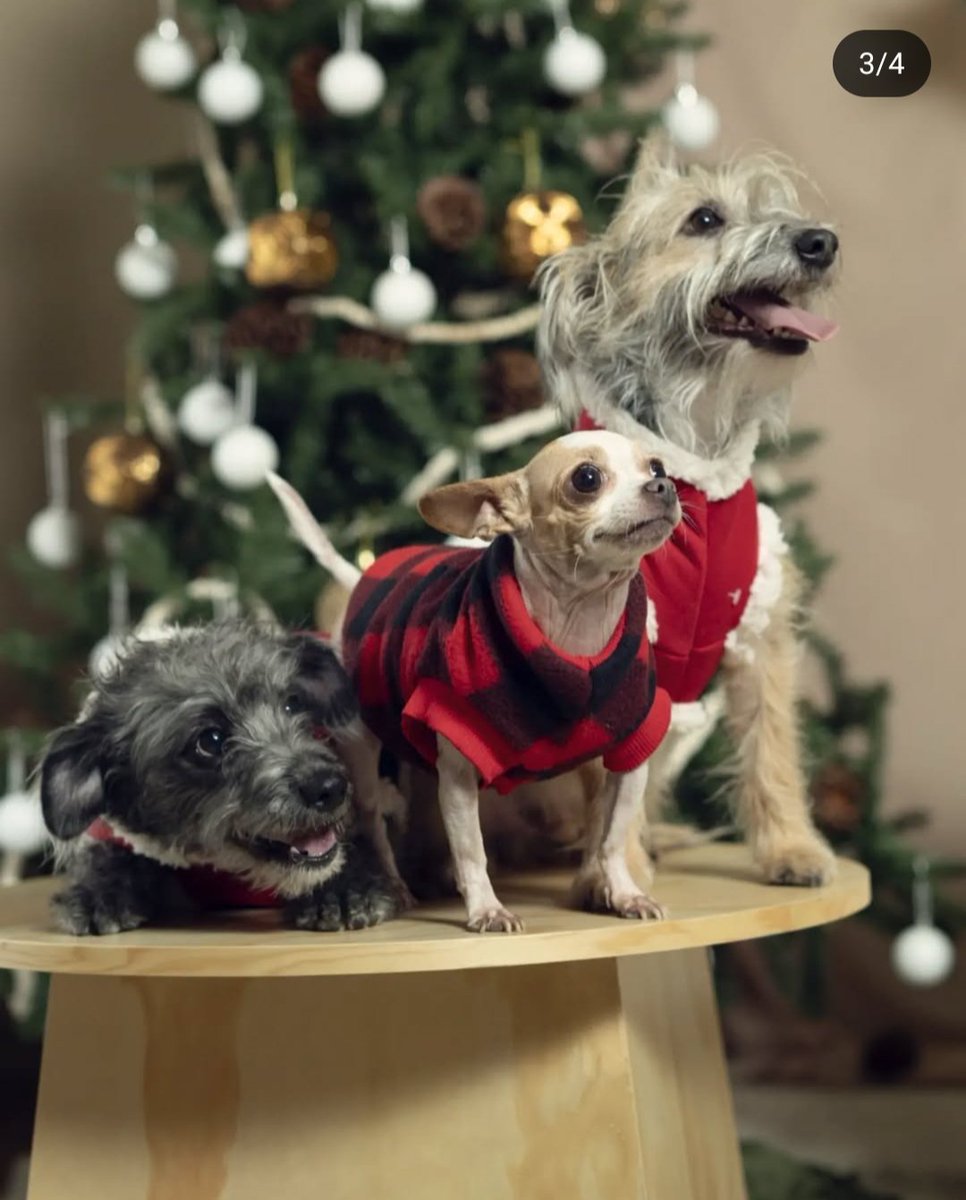 soygodoy's tweet photo. #chingodemascotas hola chingo nenas  les comparto a mis perritos, de izquierda a derecha: Cuco, chica y Canti https://t.co/ra367WNJ0X
