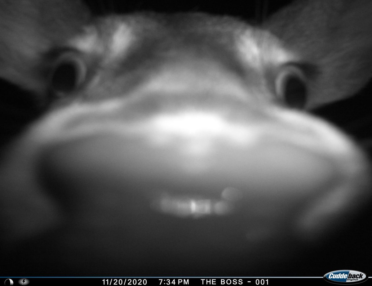 trailcam tweet media