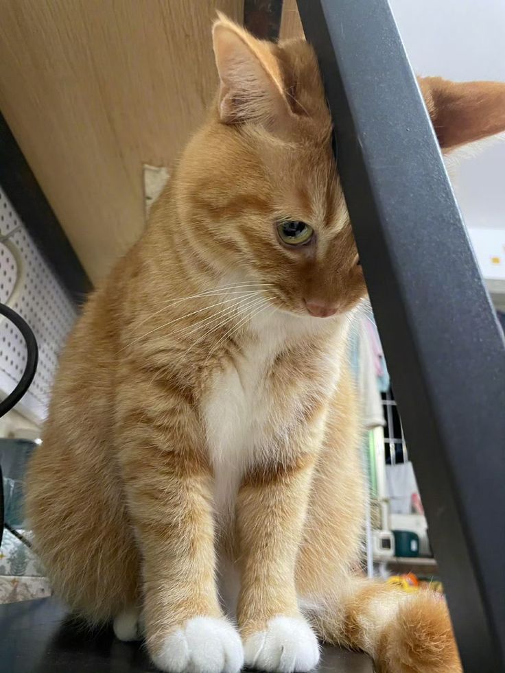 We don't deserve cats 😺 (@catsareblessing) on Twitter photo 