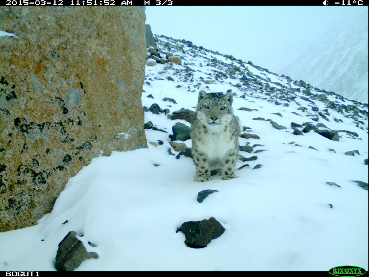 trailcam (@trail_cams) on Twitter photo 