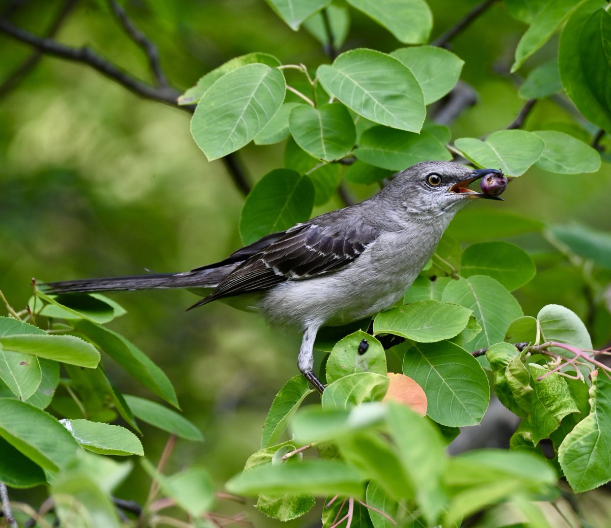 It’s berry season and this Northern Mockingbird took full advantage. #birds #birdwatching #birdcpp #berries #mymorningwalk #nyc