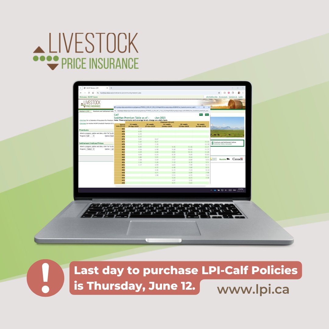 A quick reminder for livestock producers: tomorrow (June 12) is the last day to purchase LPI-Calf policies that can protect the prices of your calves. For details, visit LPI.ca | #MBAg #MBBeef #MBBeefProducers #ManitobaBeef