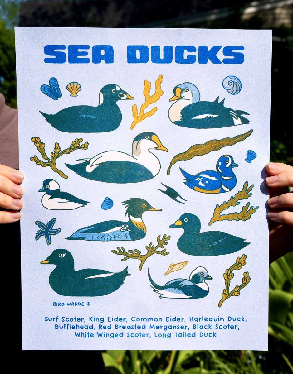 Have you seen our incredible Sea Duck riso prints from Just Right Press? Well now you have! 🌊🦆