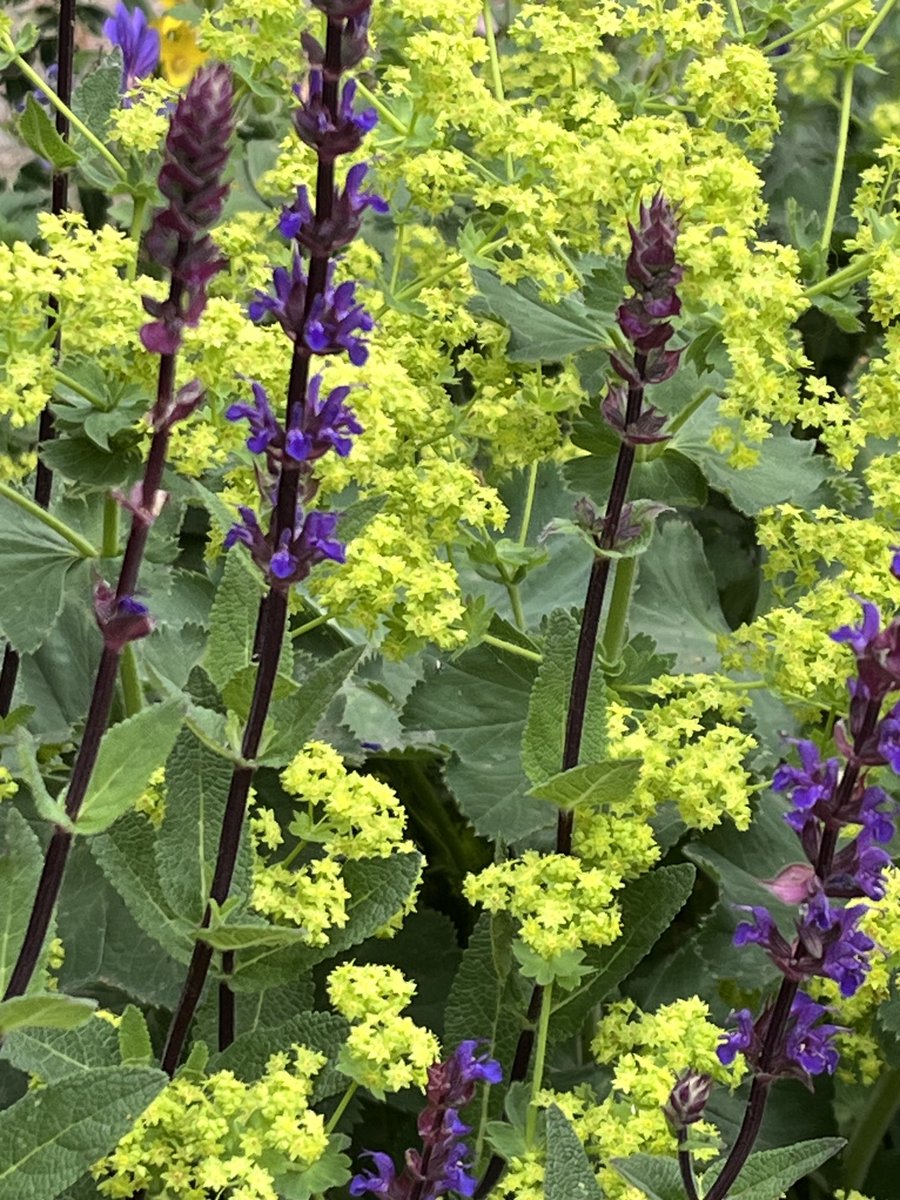 Purple Salvia against a background of Lady’s Mantle - one wouldn’t look half as good without the other! We all play our part! Even if you think you’re a ‘background’ kind of person- well I promise you- you’re not!