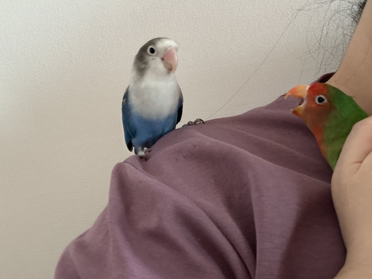 그렇게 쫒아내지않아도 내 손은 너만 탐낸다고 두림아