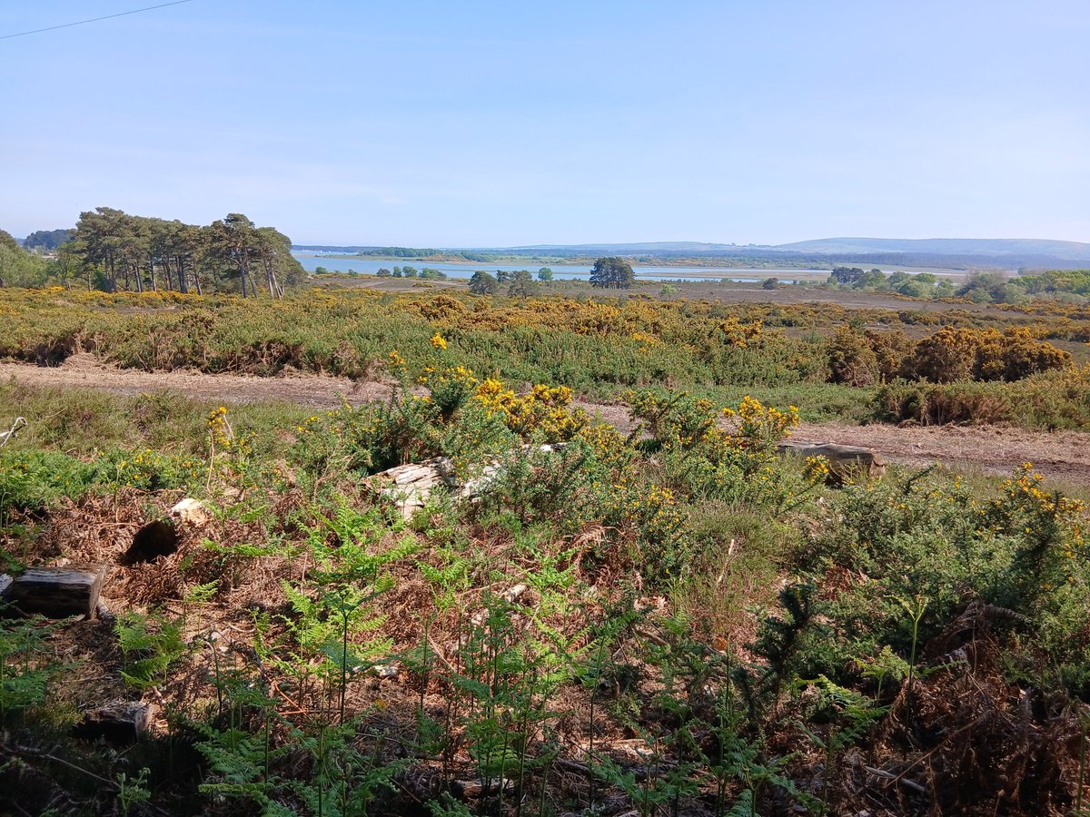 It's a fabulous day at RSPB Arne today. Our first viewpoint from the carpark is a great place to stop to take in the amazing view over the heathland and Poole Harbour.