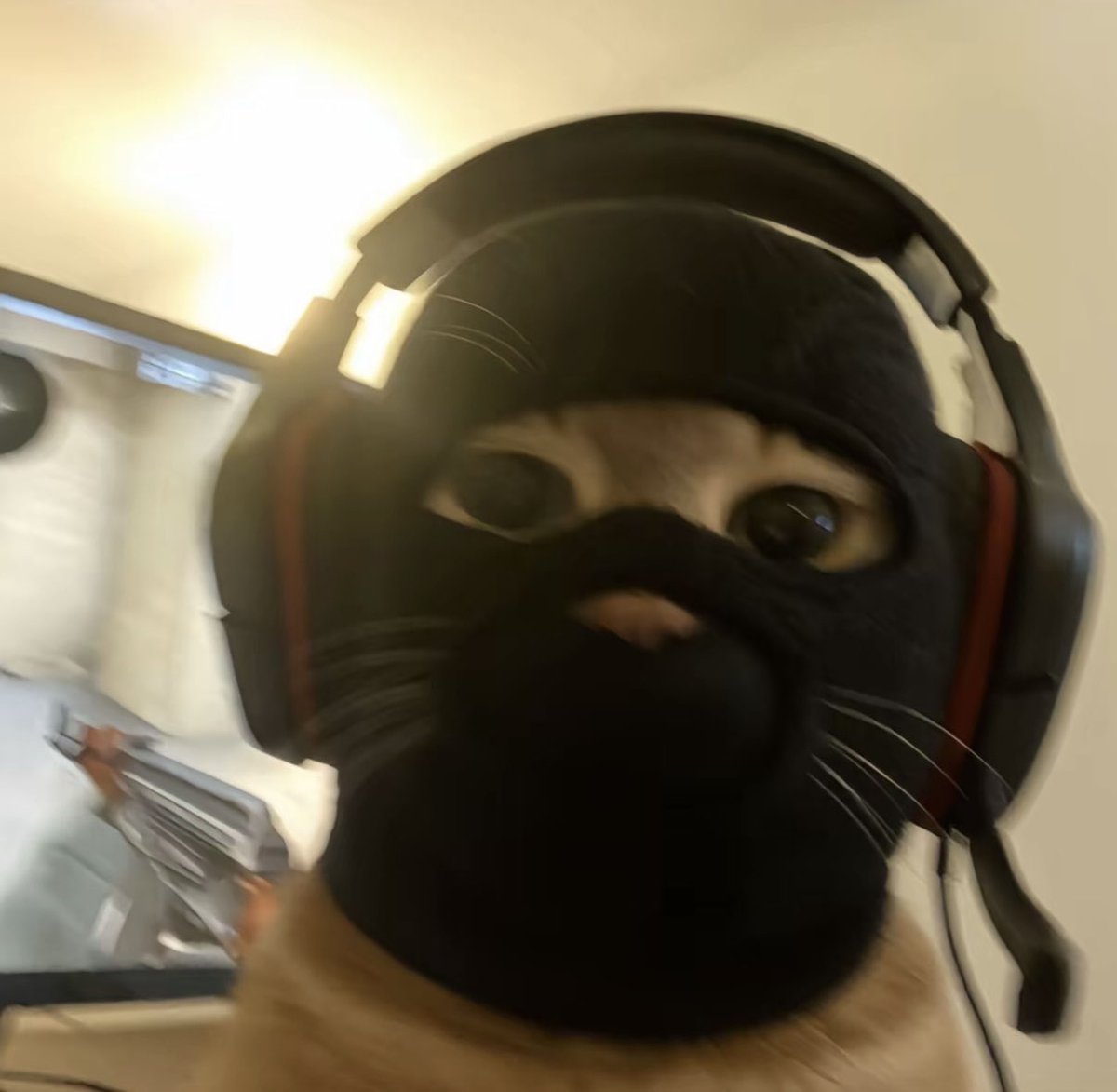 shahh's tweet photo. @blknoiz06 @X well $mask is a freshie but it has the loudest + strongest community right now 

biggest x community for any memecoin by a lot in less than 2 weeks 

breaking records and has had more people raiding with the mask pfps than I’ve seen since last year 

lowkey revived this meta. https://t.co/2NTCGuHDnG