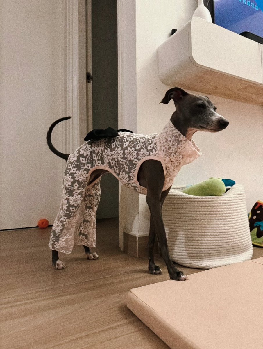 PostsOfDogs_'s tweet image. Very beautiful 😊