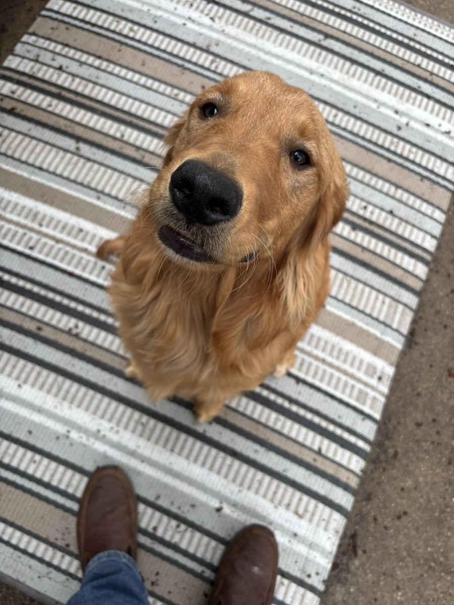 Good morning you beautiful people 🙏🇺🇸❤️🐾

Da Fluffybutt Brothers aka Bandit and Copper say hello.

God’s blessings on your day!
Love y’all