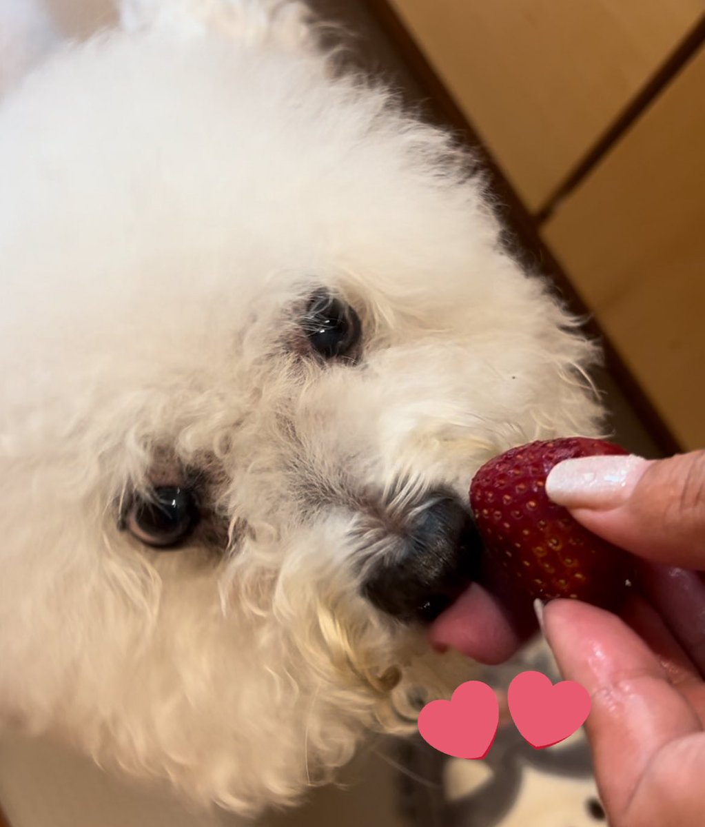 No stream today but please take this as compensation 🍓
