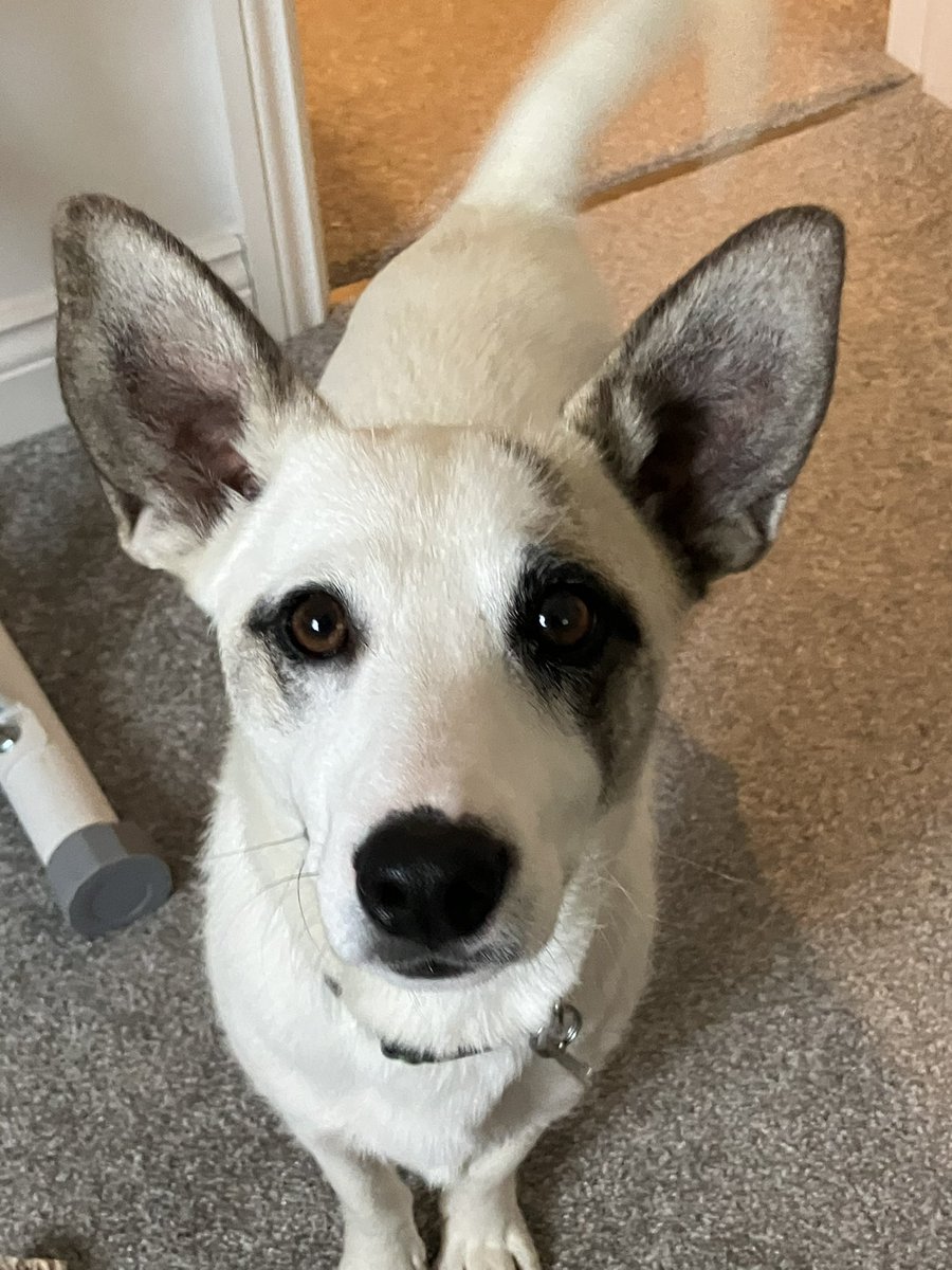Eddie, 🌈Angel Ella, Winnie, Johnny and Ziggy❤️🐾 (@and_beagles) on Twitter photo Good boy Axl is settling in after his long long trip from Romania. He is so polite and a happy boy, he’s a pleasure to foster <a href="/EvermoreDog/">EverMore Dog Rescue</a> ♥️♥️♥️🐾🐾 Good boy Axl is settling in after his long long trip from Romania. He is so polite and a happy boy, he’s a pleasure to foster <a href="/EvermoreDog/">EverMore Dog Rescue</a> ♥️♥️♥️🐾🐾