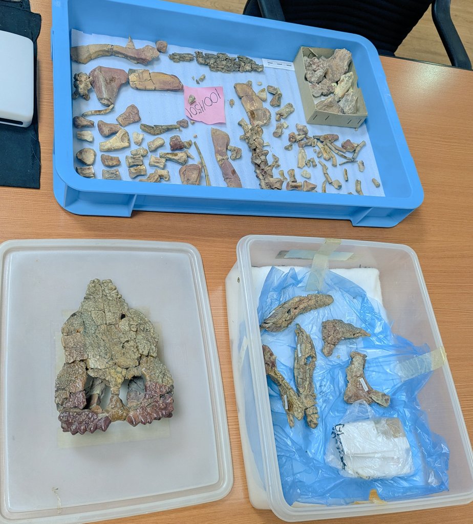 古知累すすむ＠恐竜研究者 tweet media