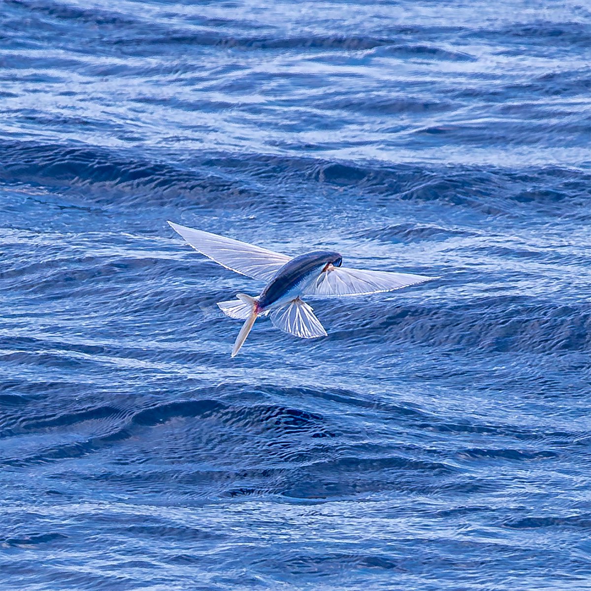 先週末の三宅島付近はトビウオ飛びまくりでした。 先週末は三宅島が