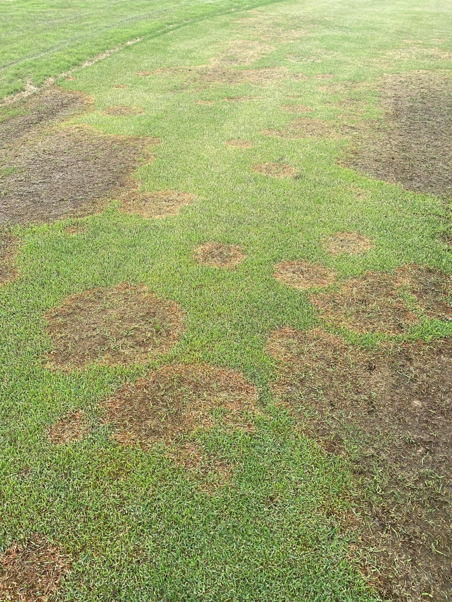 Arkansas Agricultural Experiment Station (@arkagresearch) on Twitter photo Turfgrass researcher <a href="/HutchensWendell/">Wendell Hutchens</a> is often asked "What's wrong with my lawn?" An article led by his grad student <a href="/samTURFkreinbrg/">Samuel T. Kreinberg</a> provides a detailed review of a possible answer. Learn more aaes.uada.edu/news/large-pat… <a href="/GCSAA/">GCSAA</a> #largepatch Turfgrass researcher <a href="/HutchensWendell/">Wendell Hutchens</a> is often asked "What's wrong with my lawn?" An article led by his grad student <a href="/samTURFkreinbrg/">Samuel T. Kreinberg</a> provides a detailed review of a possible answer. Learn more aaes.uada.edu/news/large-pat… <a href="/GCSAA/">GCSAA</a> #largepatch