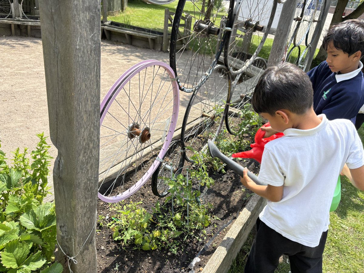 MrsIkram_AMPA's tweet photo. Our Year 1  and 2 Eco representatives loved watering the fruits and vegetables in our Edible gardens this afternoon. We then started weeding and tidying our poly tunnel too.
🍃🪴🫛🍓
@EcoSchoolsLCC @AbbeyMead_TMET https://t.co/yslrsYTDUb