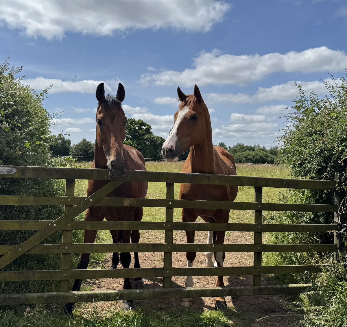 Windbeneathmywings (right) is enjoying his summer holiday and we are very much looking forward to him going hurdling this season. 🤩