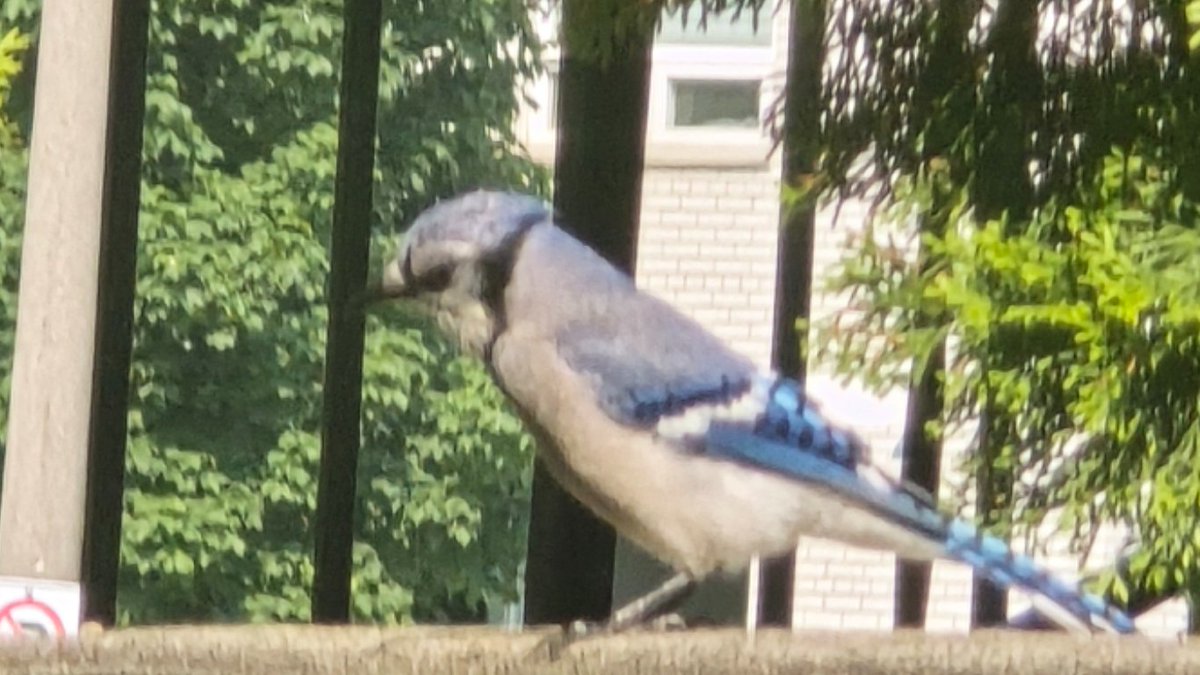 LizzyannRobins1's tweet image. I love seeing blue jays 💙 it comes every other day 🩵💙🩵
