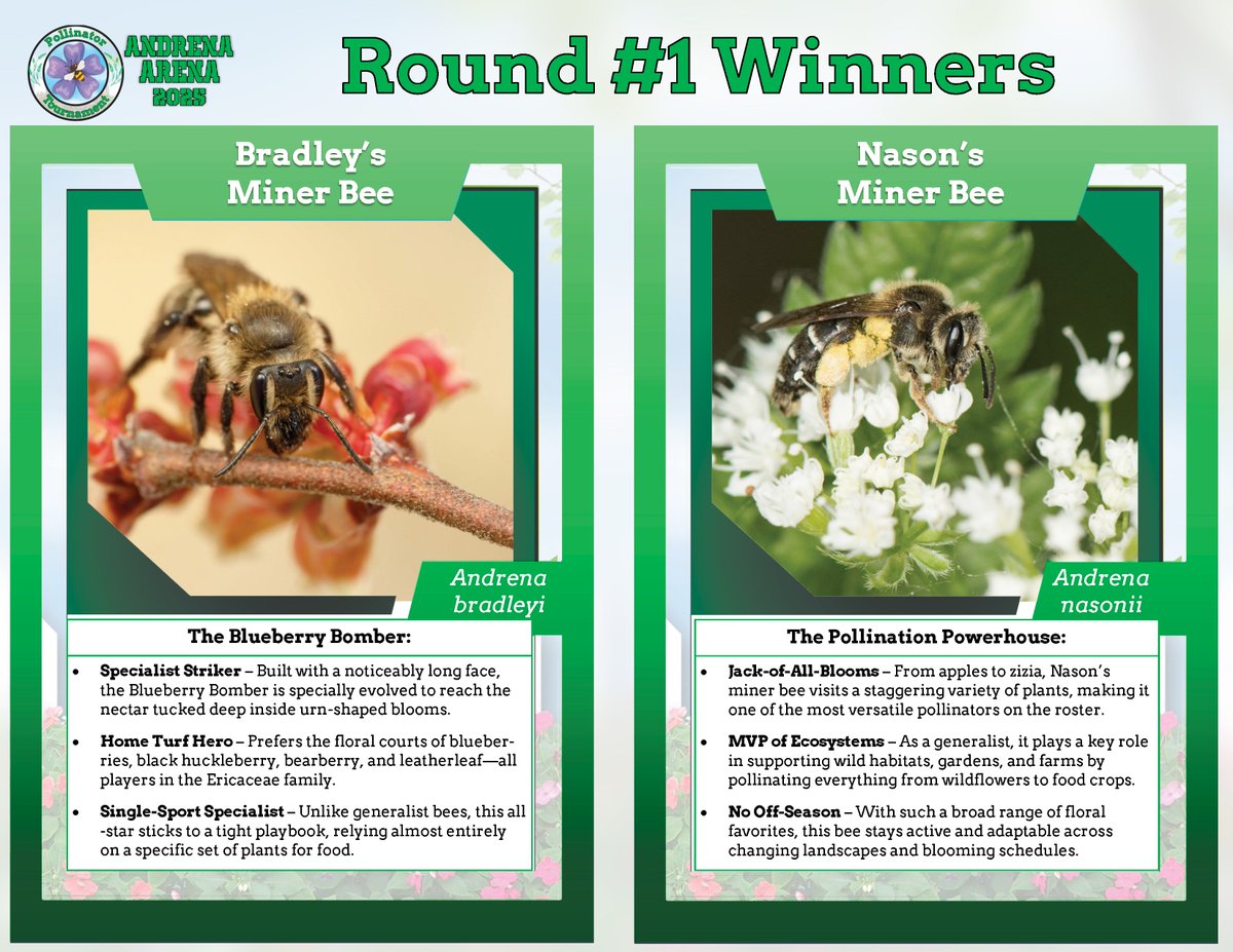 🏆 Pollinator Tournament Update! 🏆
Your votes are in, and Round 1 has its champions:
🐝 The Blueberry Bomber (Bradley’s Mining Bee – Andrena bradleyi)
💪 The Pollination Powerhouse (Nason’s Miner Bee – Andrena nasonii)

🗳️ The Round 2 poll drops later this afternoon!