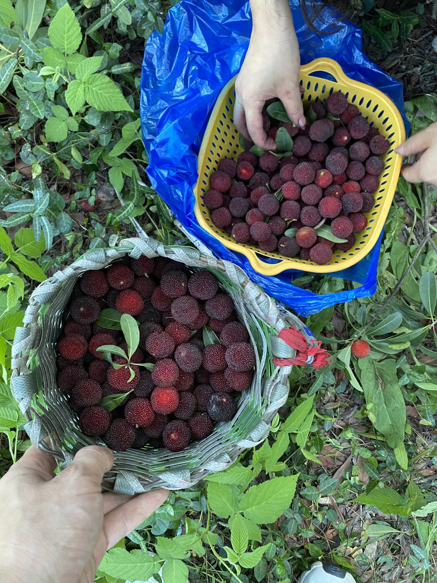 Picking the red waxberries, here in Cixi City, Ningbo