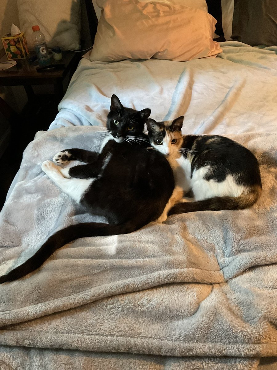 _mend0's tweet photo. My children don julio and nino https://t.co/MLe4MEQNTj