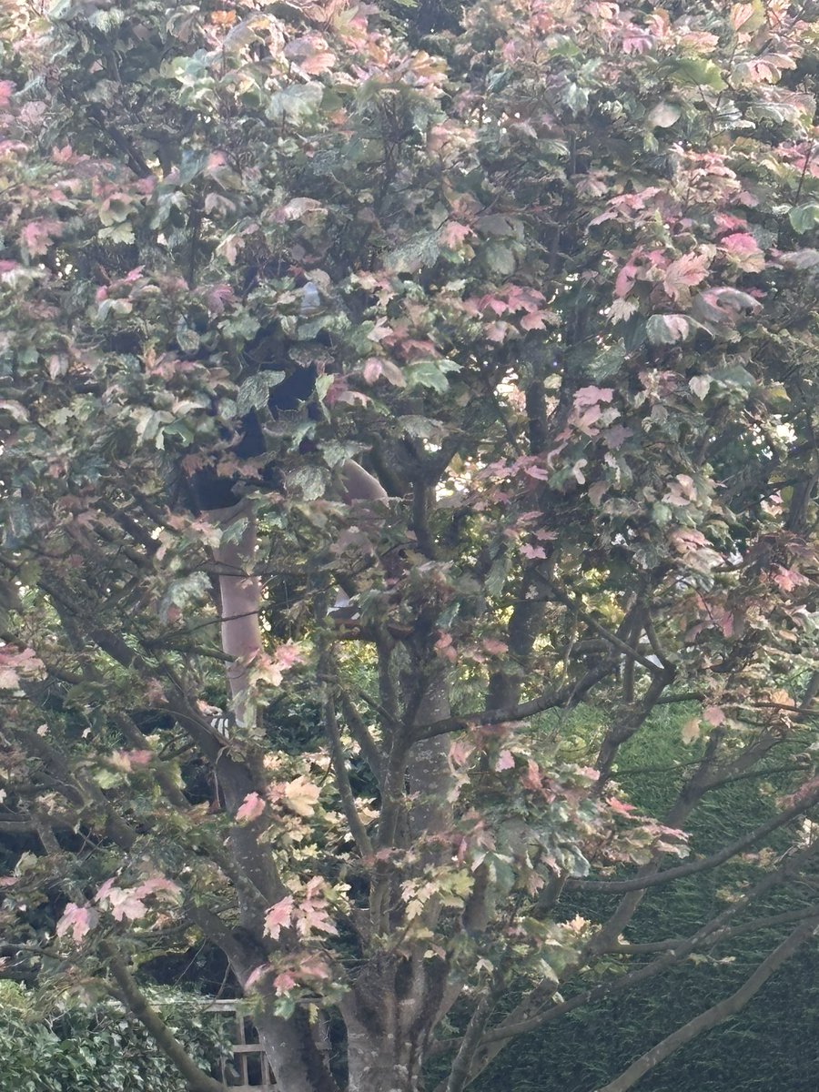 A visitor came for eve meal, next minute she has climbed into my tree. 😂😂