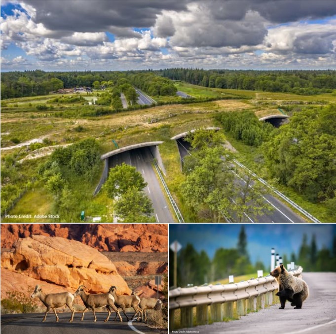 Are you taking a #GreatAmericanRoadTrip this summer?  Keep an eye out for Wildlife Crossings!  They are an FHWA-promoted innovation designed to keep both you and our natural neighbors safe this summer.  Learn more by visiting highways.dot.gov/federal-lands/….  #TheGreatAmericanRoadTrip