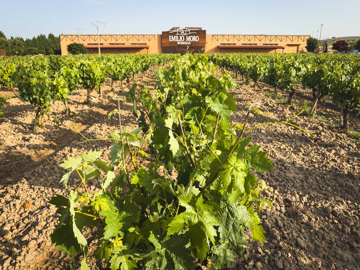 Junio en nuestros viñedos 🌿
Aquí es donde empieza la magia.

#BodegasEmilioMoro #ViñedoVivo  #CicloDeLaVid