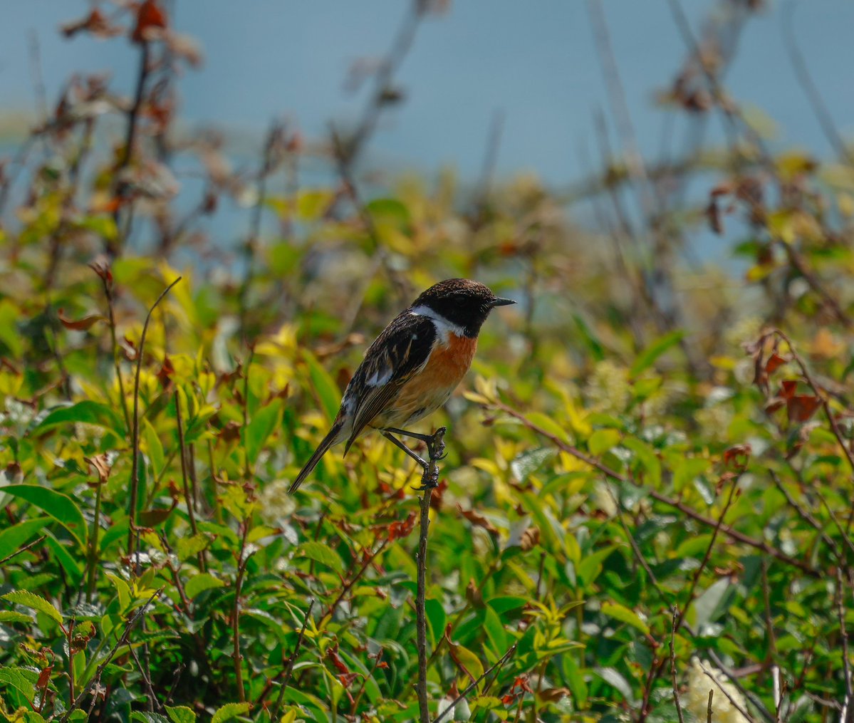 Nathan Wilde (@nafanlfc) on Twitter photo A few more from the Jurassic coast today with <a href="/Juz_Wuz/">Justine Wilde</a> <a href="/RSPBDorset/">RSPB Arne and Weymouth Wetlands</a> <a href="/RSPBEngland/">RSPB England</a> A few more from the Jurassic coast today with <a href="/Juz_Wuz/">Justine Wilde</a> <a href="/RSPBDorset/">RSPB Arne and Weymouth Wetlands</a> <a href="/RSPBEngland/">RSPB England</a>