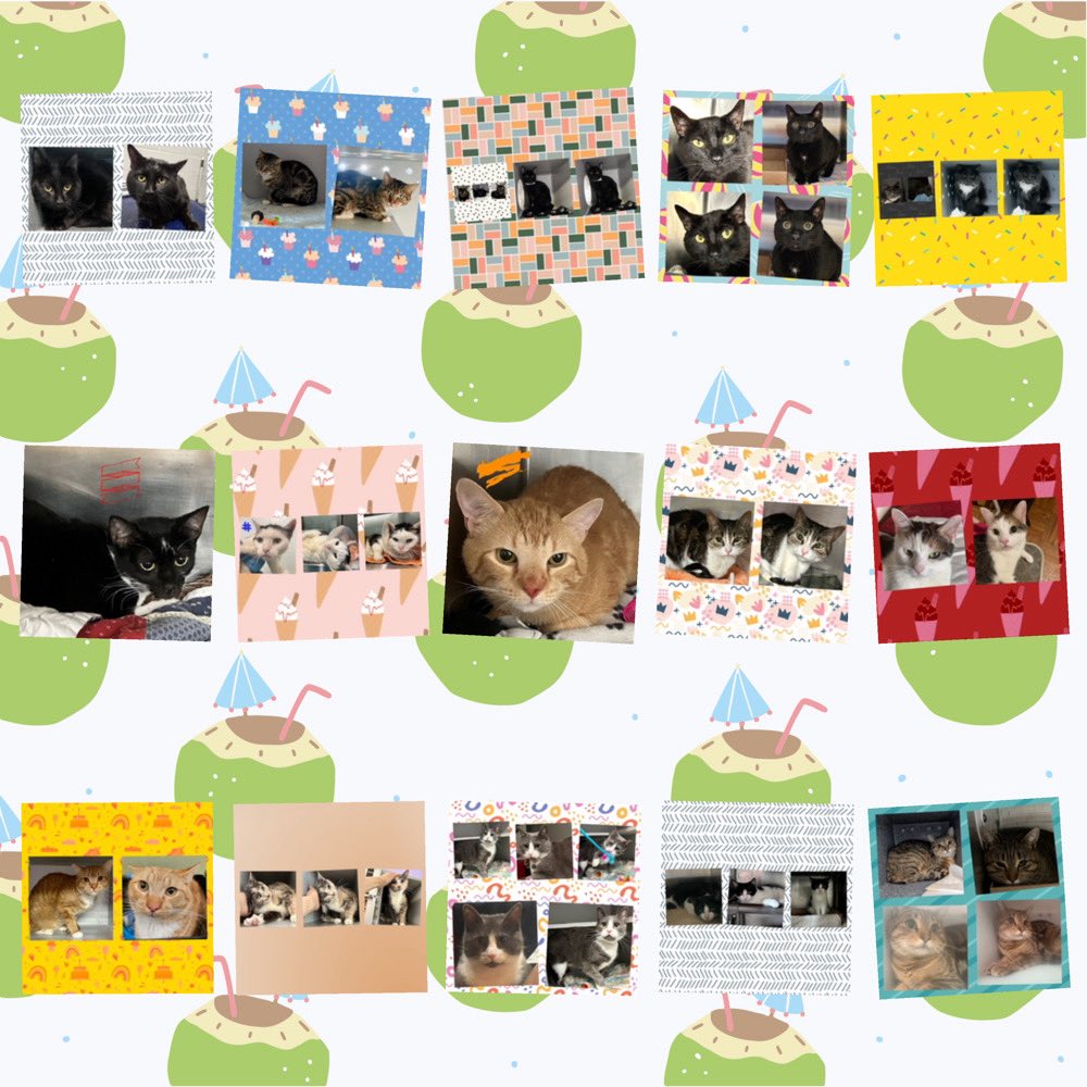 SavingAnimals tweet media