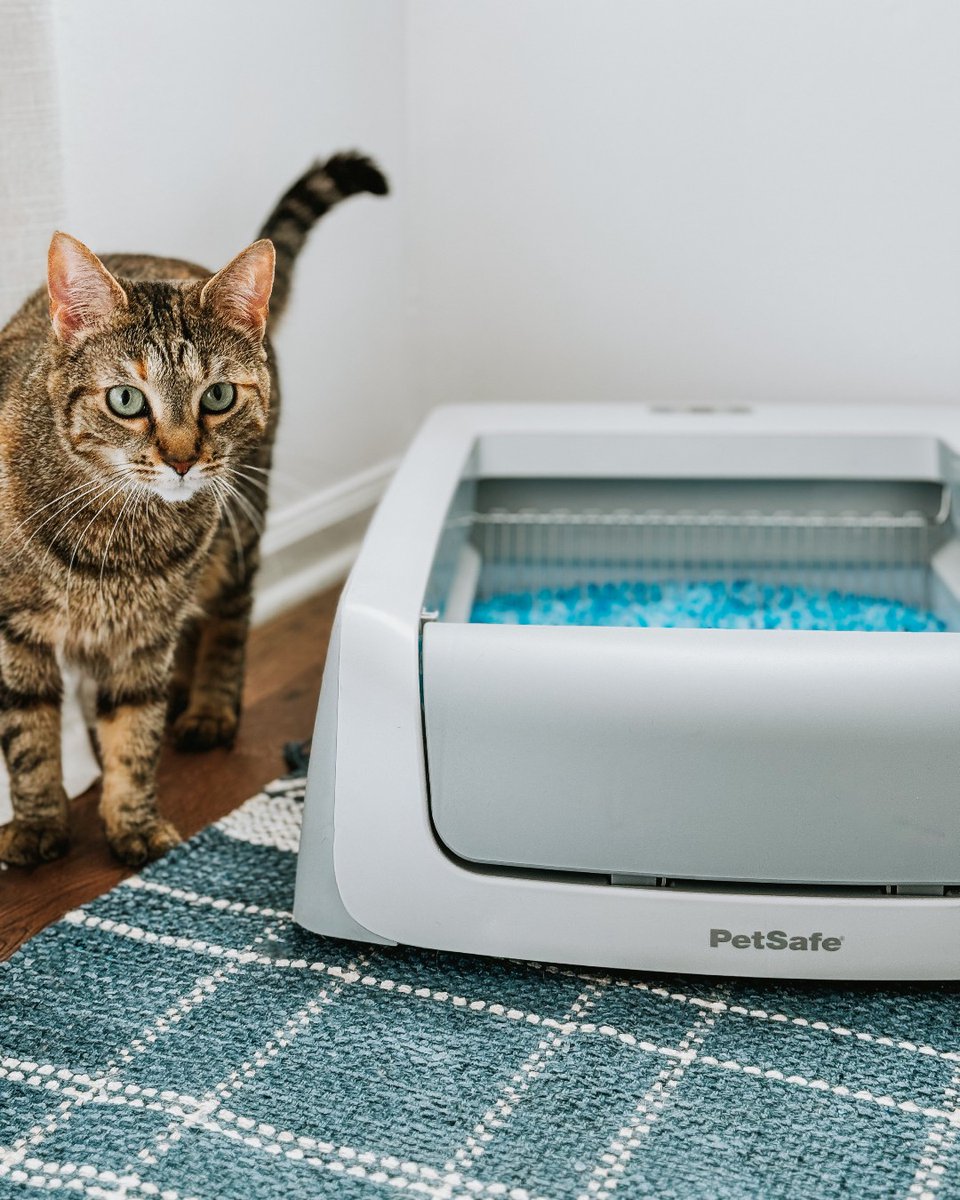 Your cat’s throne, now self-cleaning.
Crystal litter, low odor, zero scooping. ScoopFree does it all. 💅🐈‍⬛