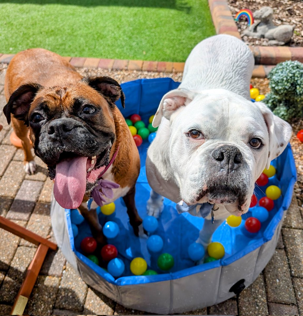 Boxerlicious5's tweet image. I think we need a bigger pool 🤔🐾 #Boxerdogs #dogsofX