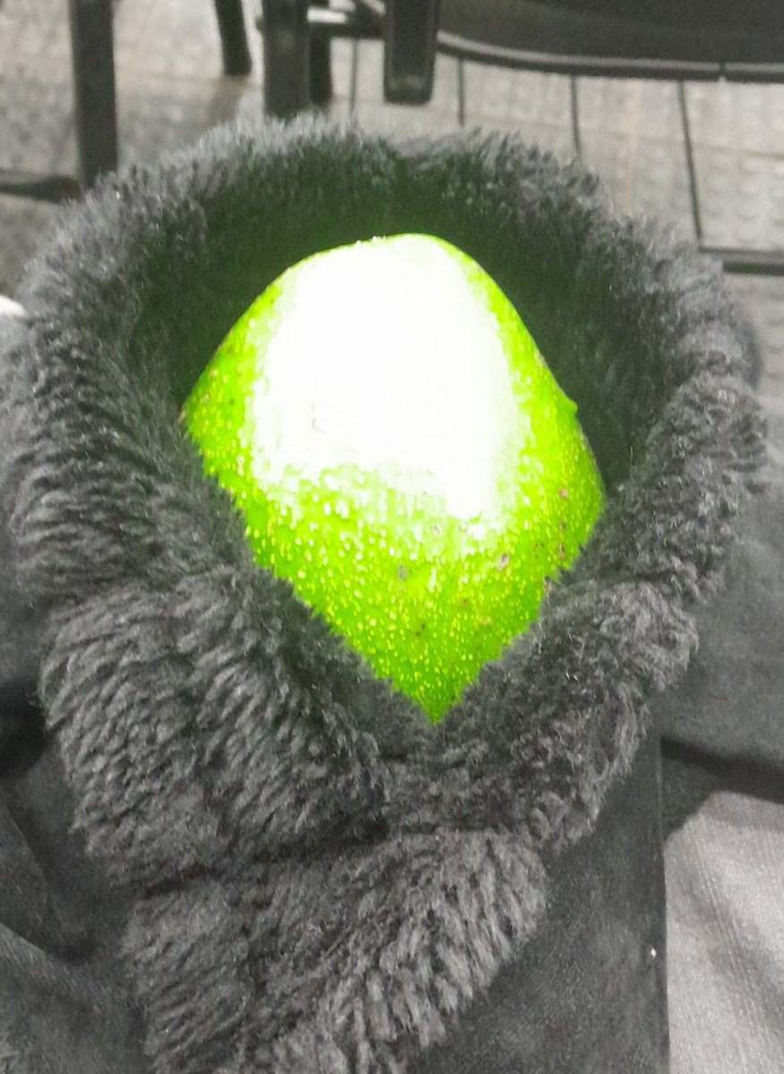 rigobcllo's tweet photo. oi gnt pedi um abacate pro moço q estava colhendo vários com uma ferramenta bizarramente comprida na ufscar e agora estou embalando ele como um neném https://t.co/inpWsxgD6n